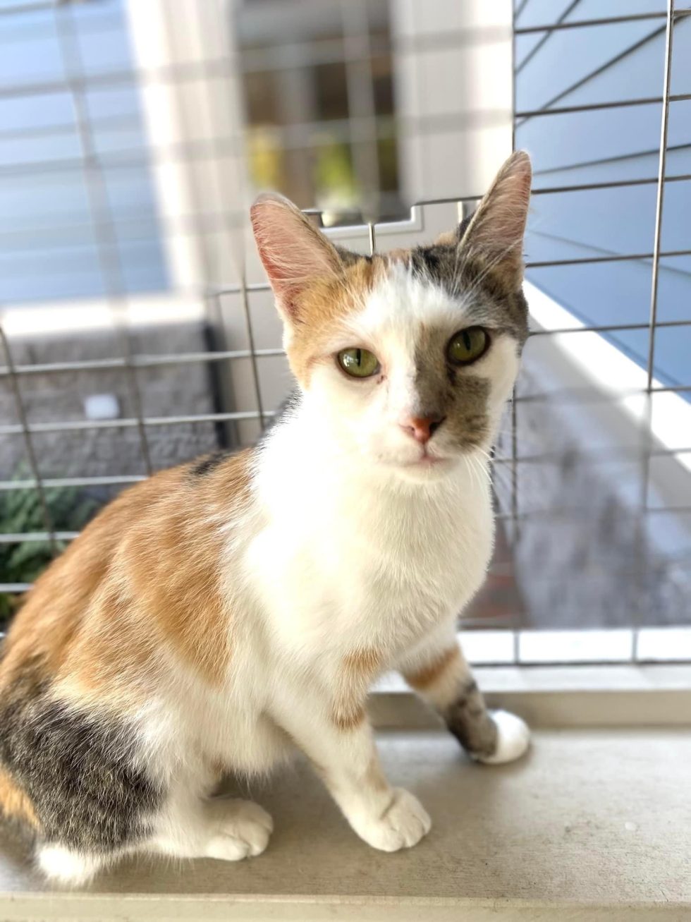 Cat Cafe Kokomo Humane Society